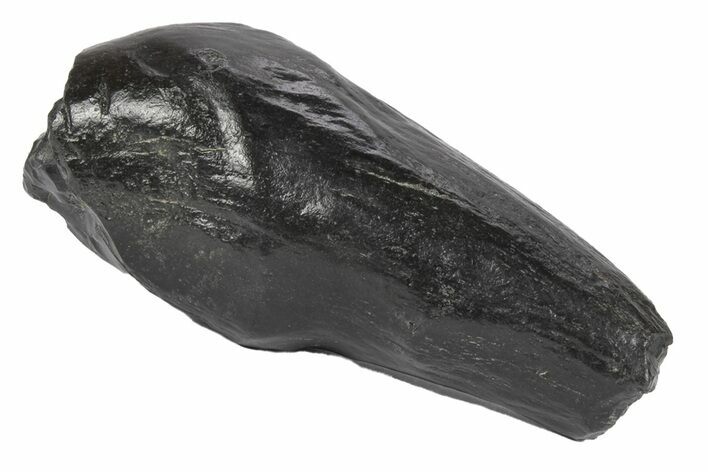 Fossil Sperm Whale (Scaldicetus) Tooth - South Carolina #247926